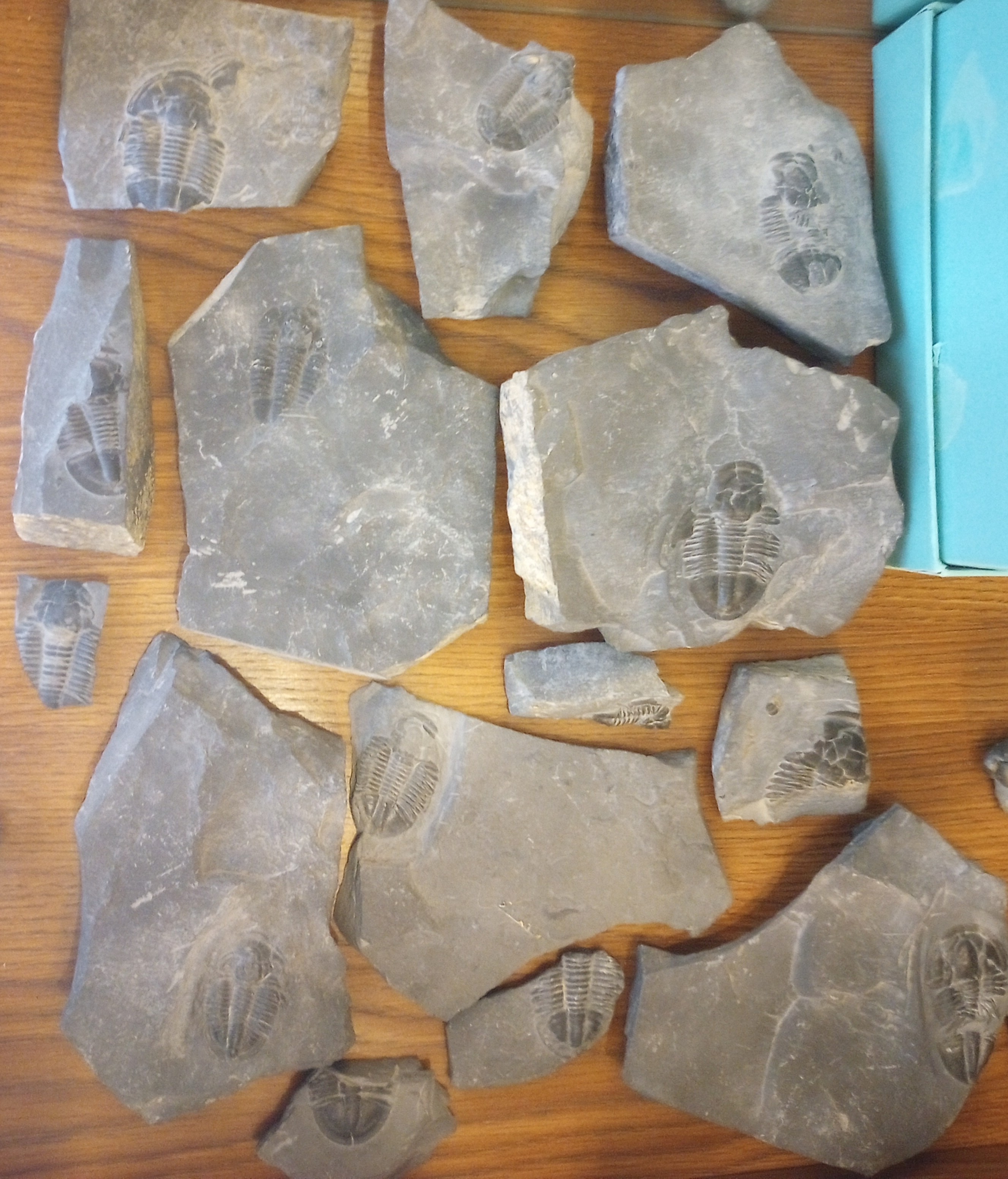 Asaphicus Wheeleri Fossils